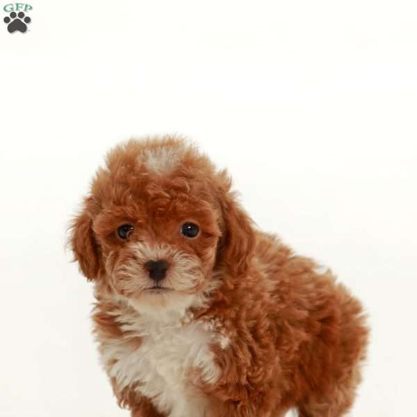 Sadie, Miniature Poodle Puppy
